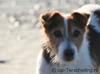 Urlaub auf Terschelling mit Hund