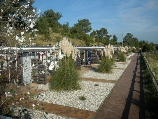 Goudsbloem, Weltnaturerbe Wattenmeer Terschelling