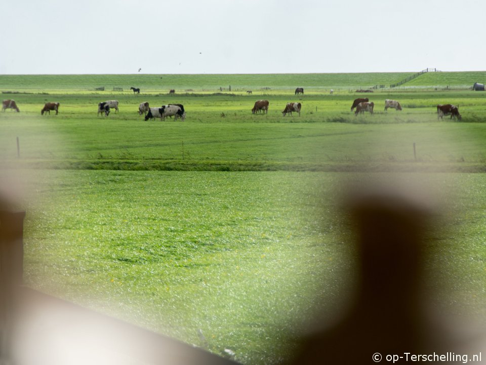 Tureluur in Willem-Barentszhoeve