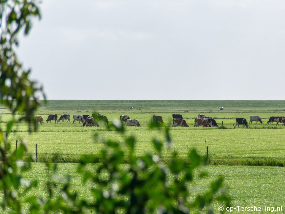 Bonte Piet in Willem-Barentszhoeve