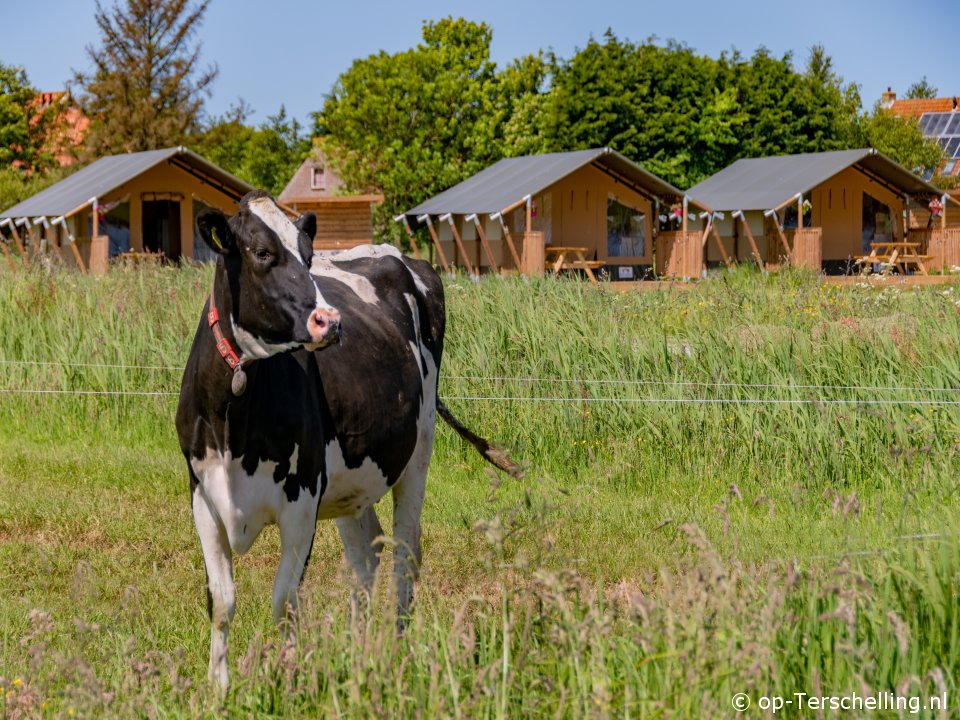 Safaritenten op camping Overalwat